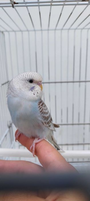 8 Periquitos australianos