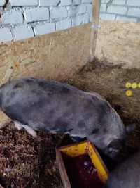 Свинка кармал - готовая свиноматка