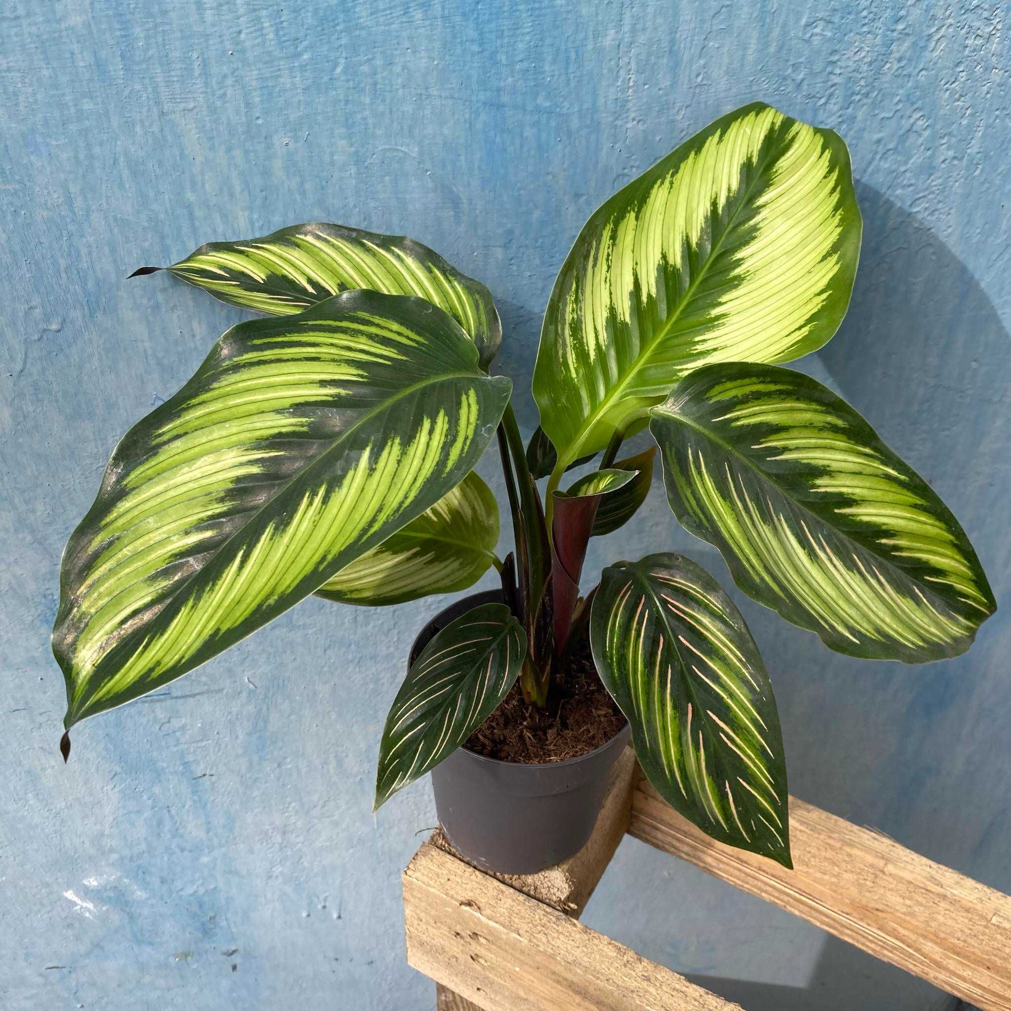 Calathea Beautystar