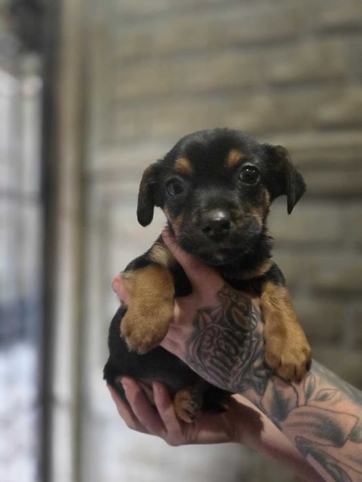 jamnik mix Szczeniaki szukają domów -schronisko Zgierz-aktualne