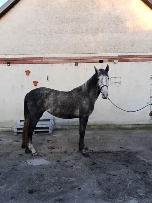 Sprzedam klacz 2 lata