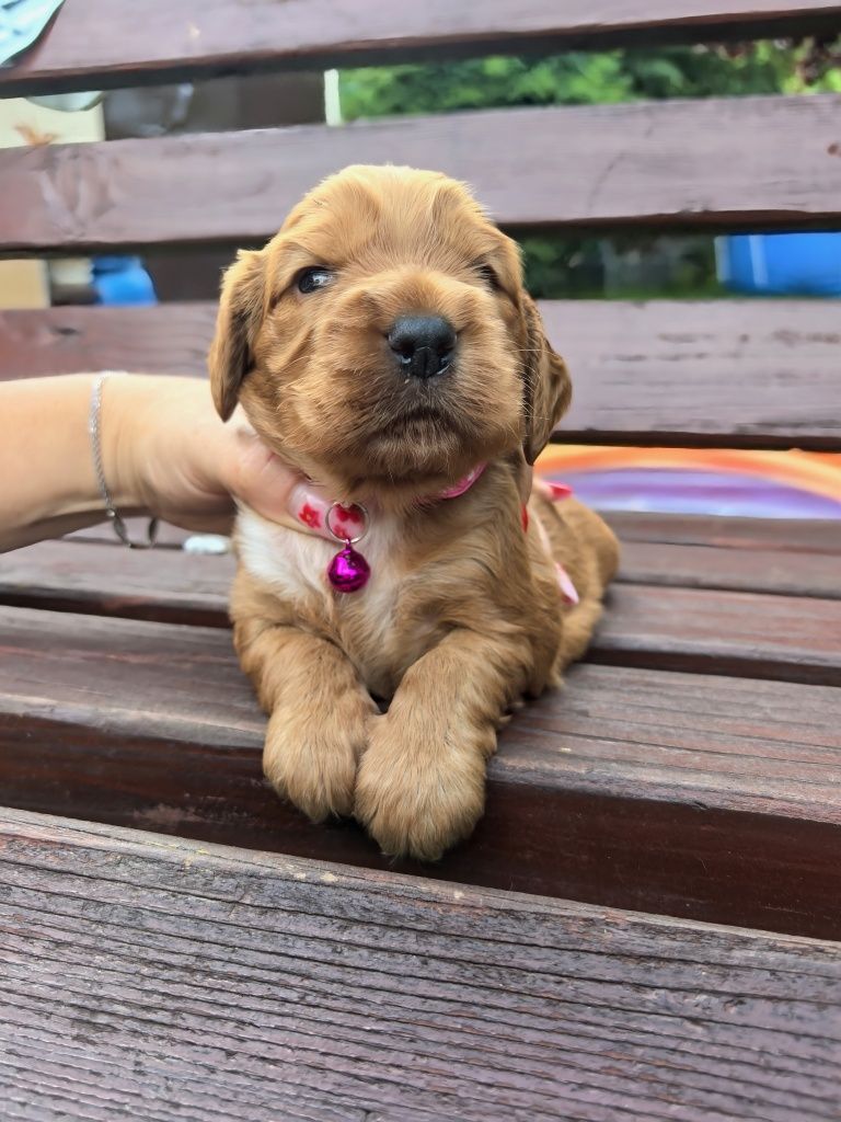Śliczny szczeniak cocker spaniel