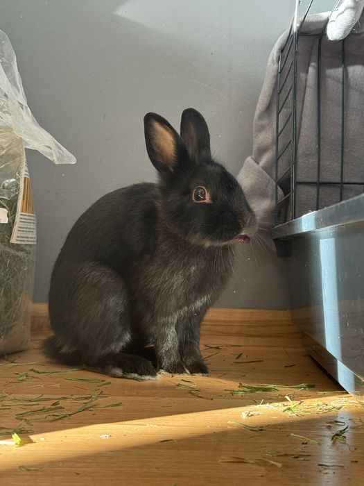 Black Mamba szuka nowego domu.