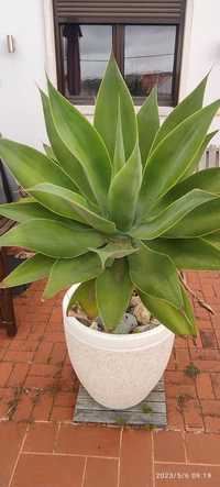 Planta Cato suculenta grande - Agave attenuata