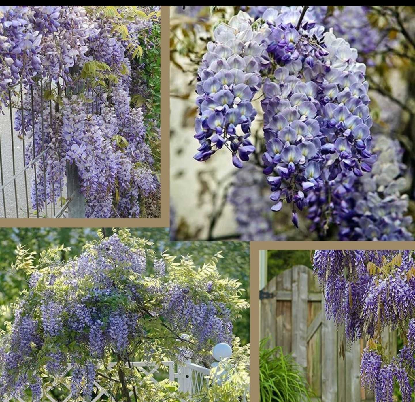 Глициния Wisteria сажецы