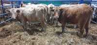 byk byczki jałówki Angus Charolais Limousin