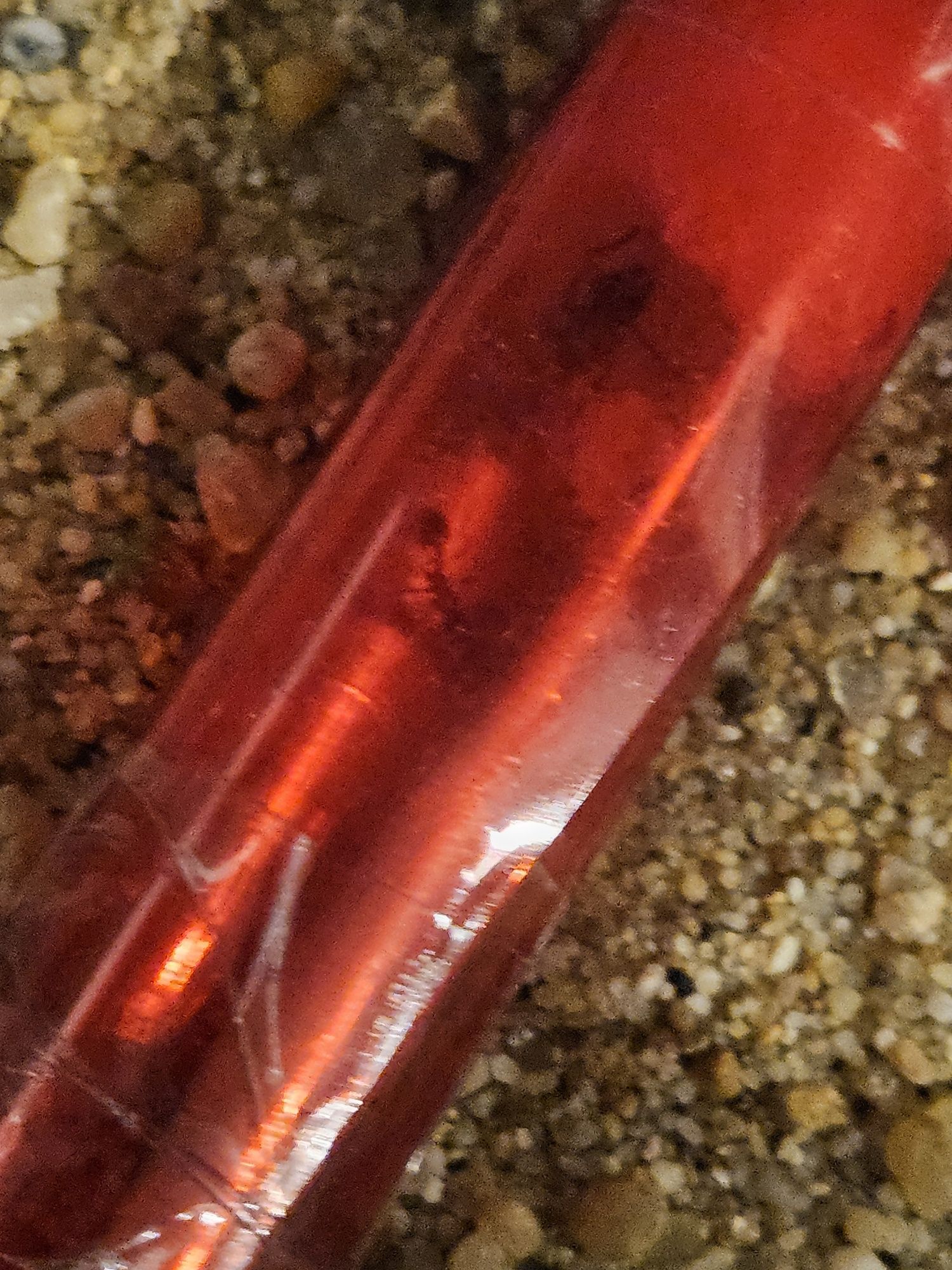 Myrmica rubra Q + kilka robotnic i jajek