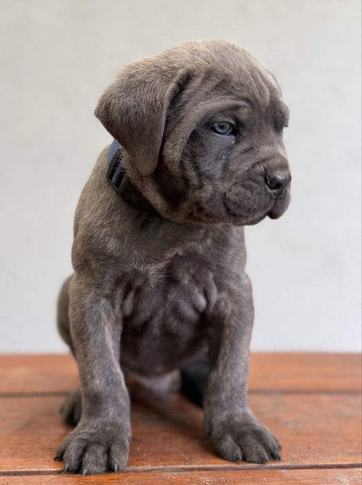 Cane corso samiec z rodowodem
