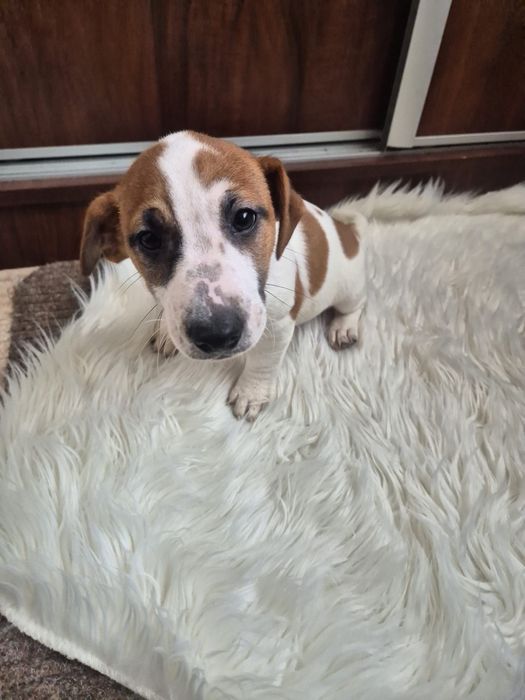 Jack Russell Terrier szczeniak - pies