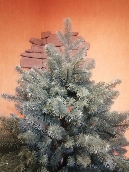 Kvazar Шикарная альпийская голубая елка