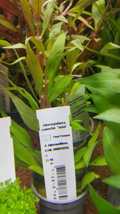 Alternanthera Reinecki mini/Rośliny akwariowe w koszyczkach