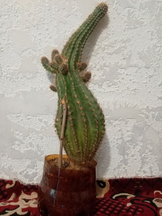 Цветок Рео комнатный и другие цветы