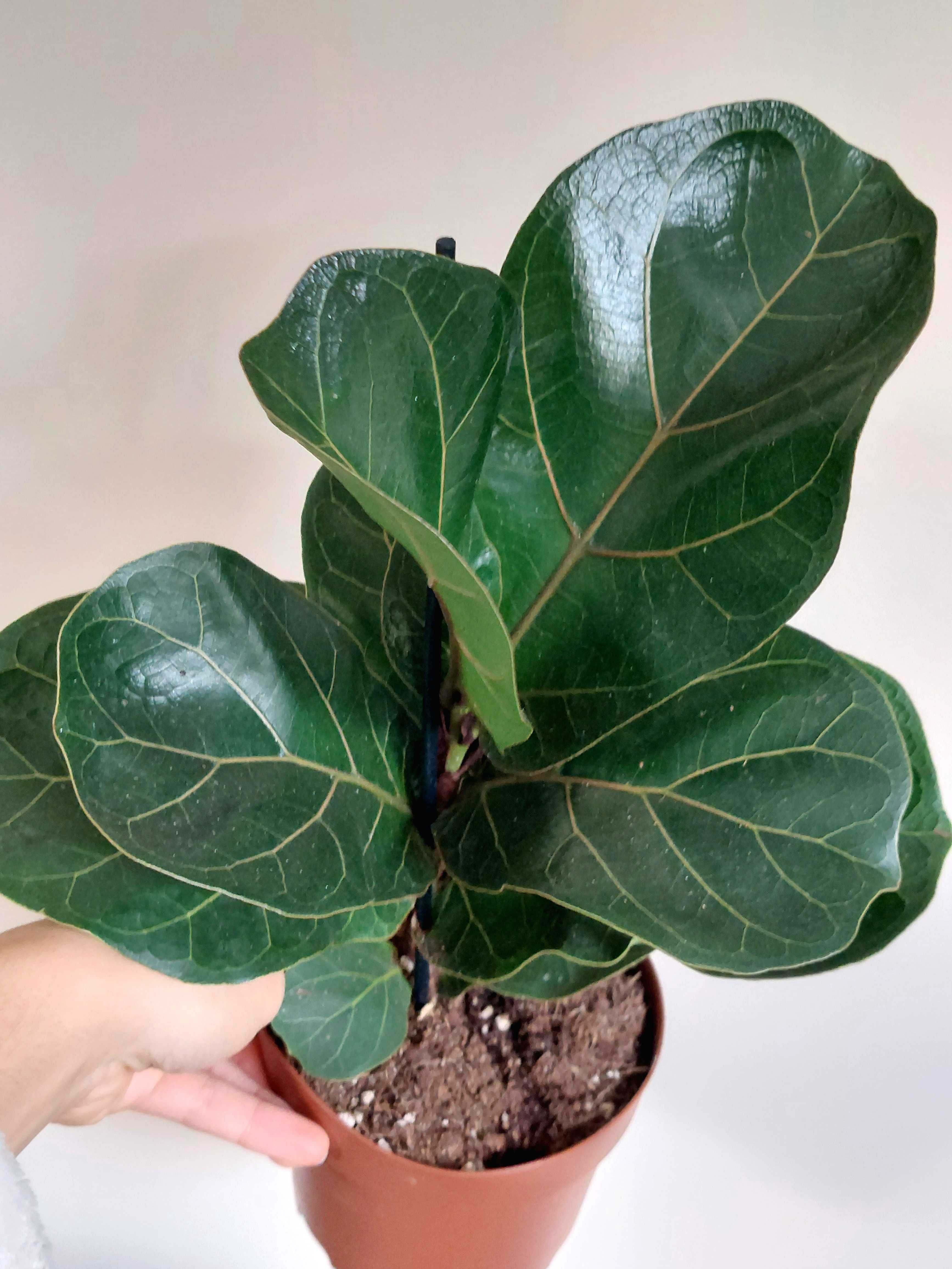 Planta Ficus lyrata Bambino