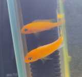 Puszczaki Red Red, pseudotropheus