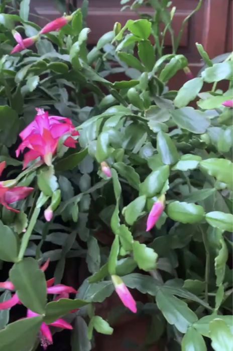 Різдвяник (декабрист)