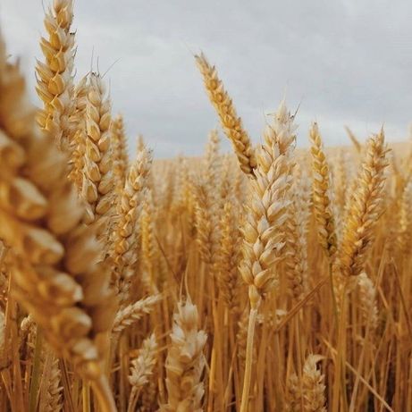 Пшениця, врожай 2022