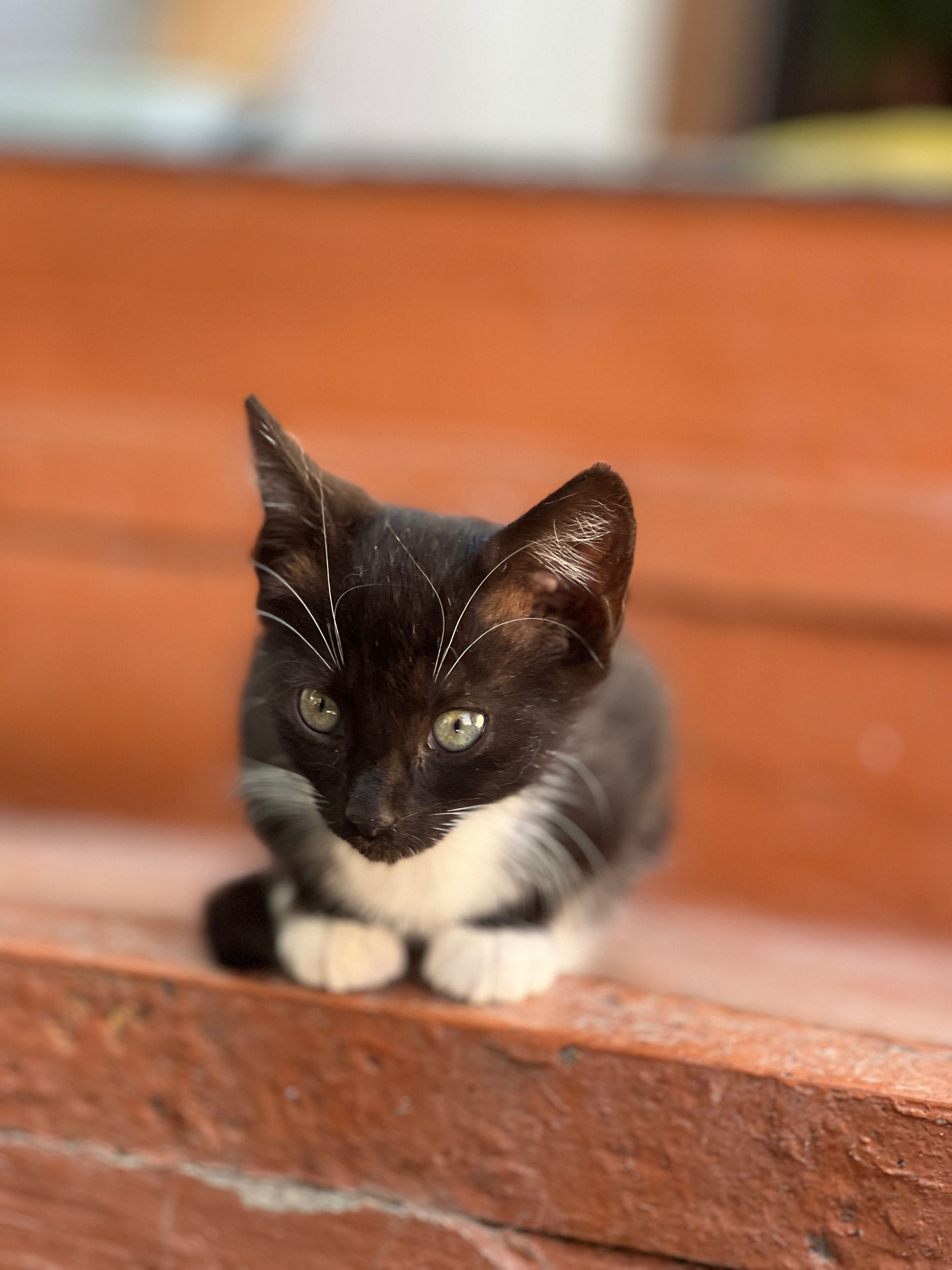 Котик дівчинка 2.5 місяці