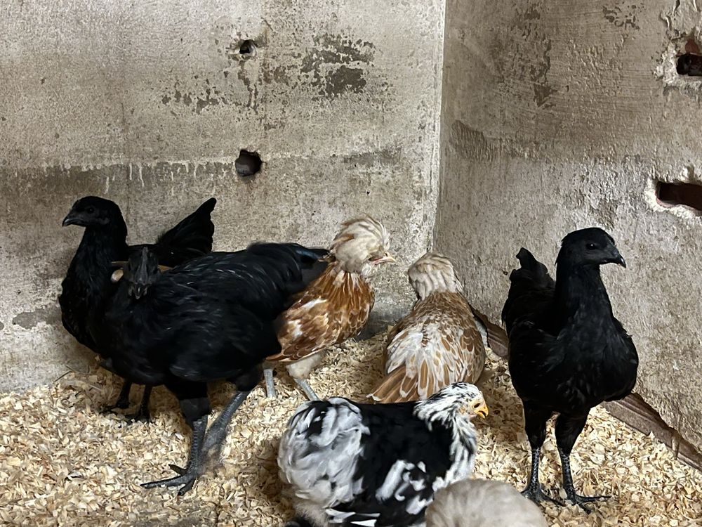 Trio de Ayam Cemani