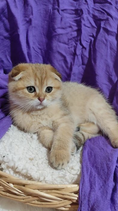 Шотландская золотая шиншилла прямоухие вислоухие мальчик девочка