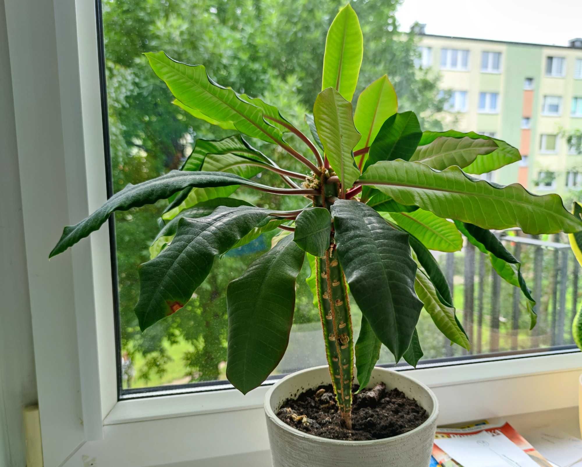 Wilczomlecz białounerwiony -- kwiat sukulent - Euphorbia leuconeura