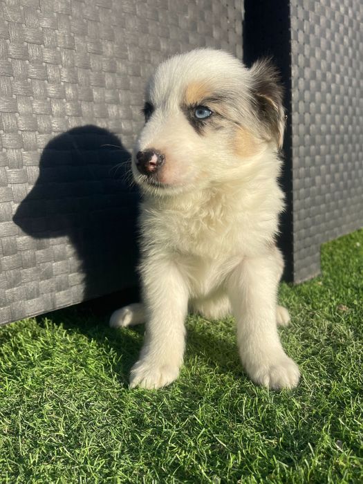 Border Collie Tri blue merle
