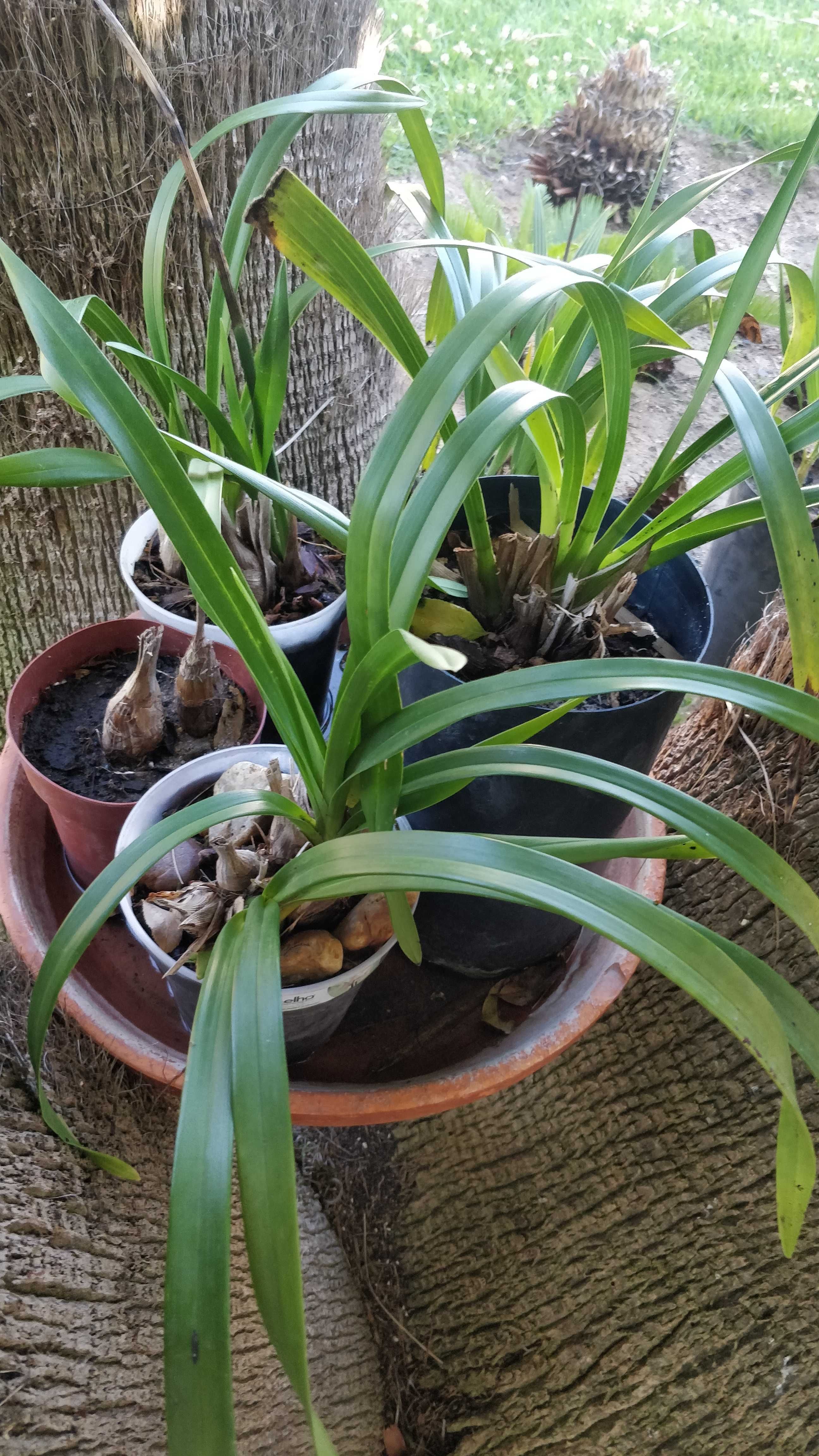 Orquideas envasadas