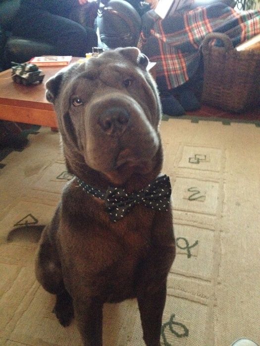 Sharpei azul, Macho