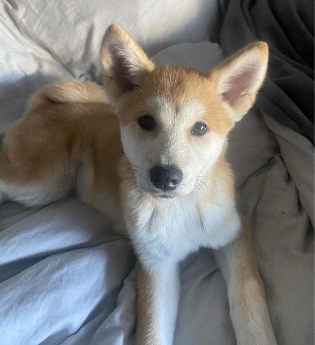 Zaginiony pies bardzo pilne