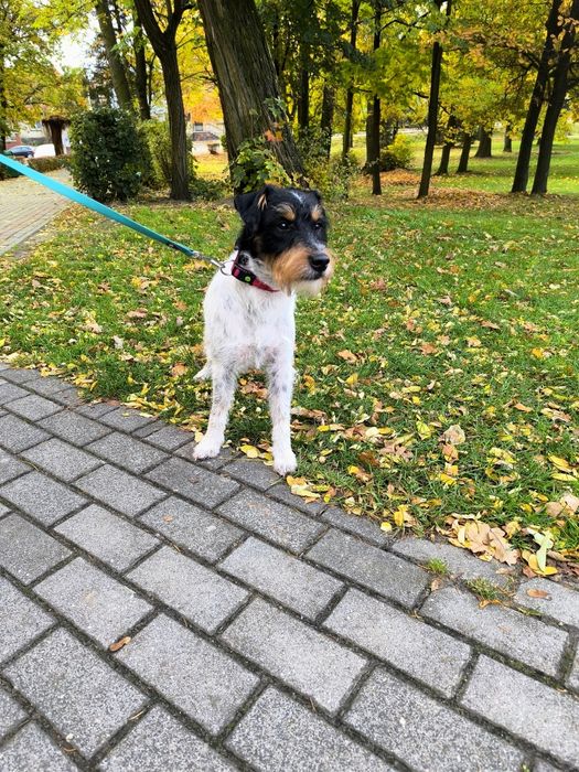 Parson Russell Terrier