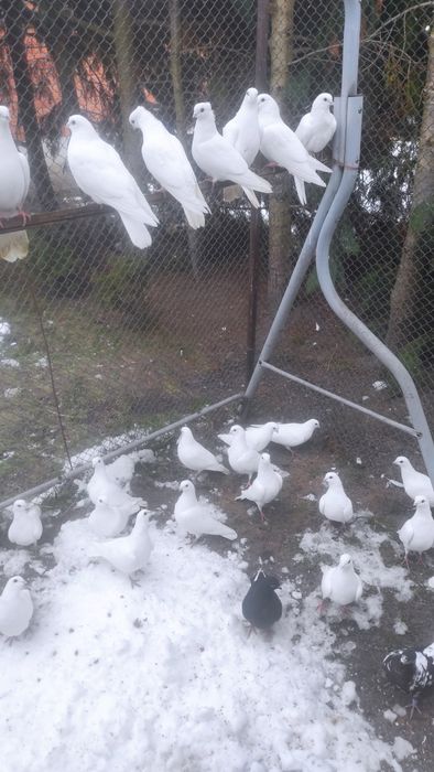 Gołębie wysokolotne cepele