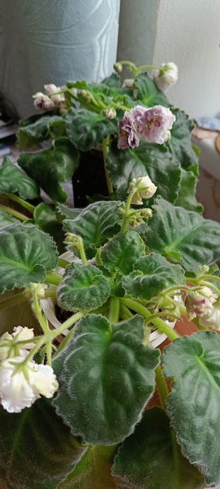 Квітучі Фіалочки, гіпераструм