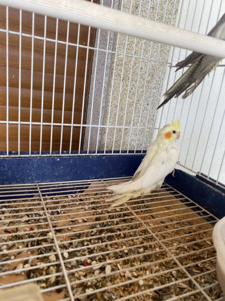 Vendo 2 caturras