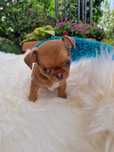 Chihuahua piesek Sable z Hodowli Bajeczne Urwisy