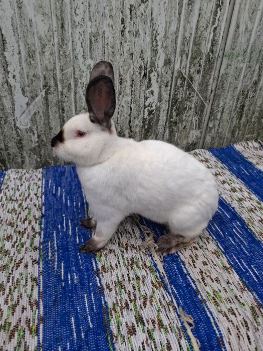 Sprzedam samca   kc z rodowodem