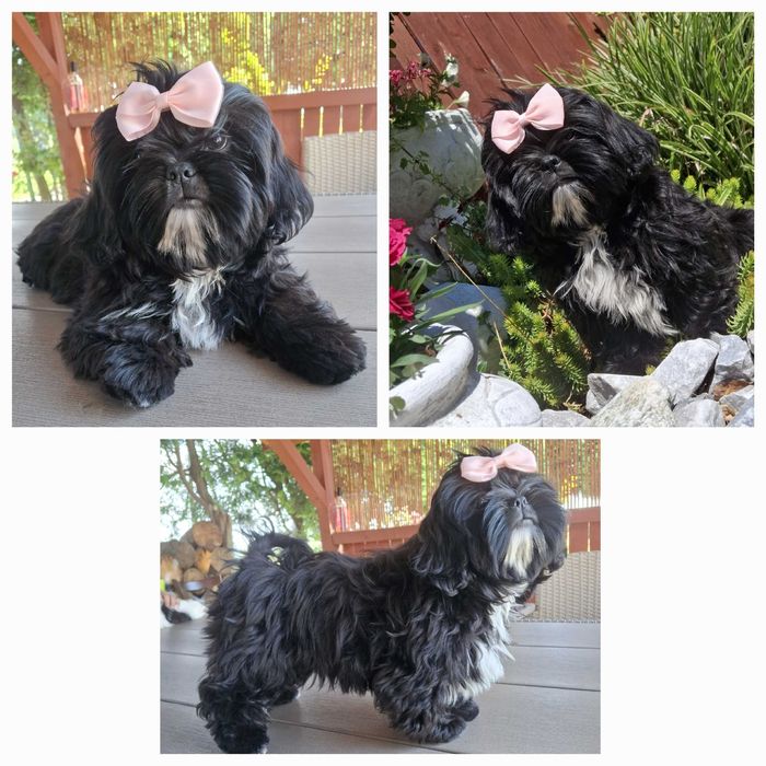 Piesek 5.5 miesiaca rodowód ZHPR