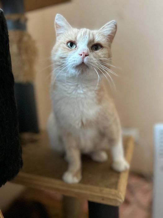 Руда ніжна киця, кішка стерелізована