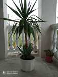 Yucca juka drzewko