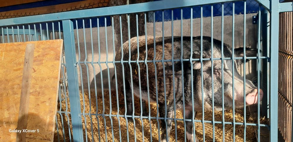 świniodziki sprzedam knura