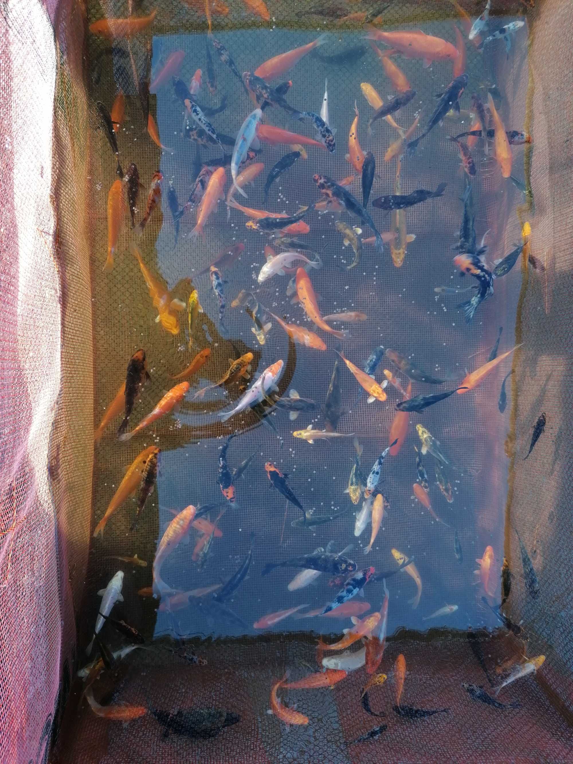 Ryby do oczek wodnych, rybki kolorowe, karp koi ,Jesiotr