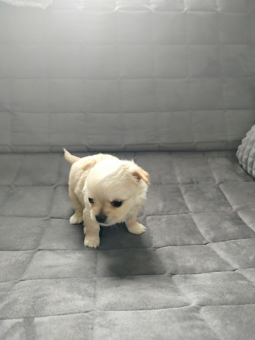 Sprzedam pieska chihuahua długowłosy