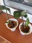 Philodendron White Princess