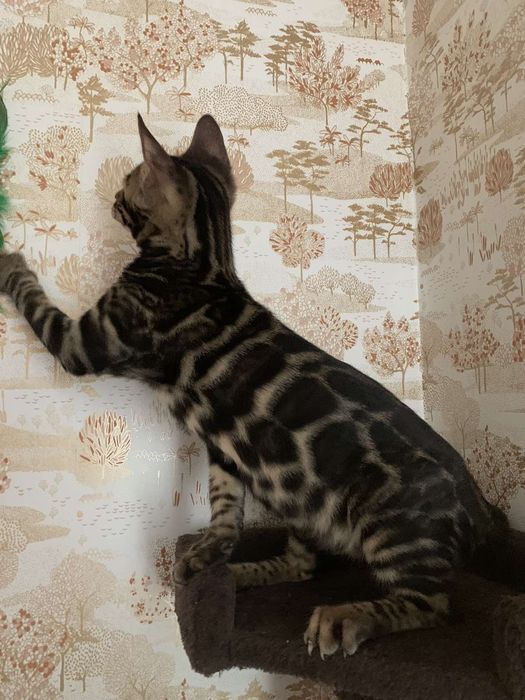 Шикарный бенгальский котик