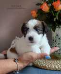 Szorstki jack russell terrier ZKwP