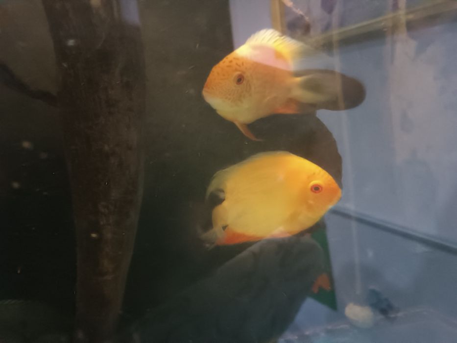 Ryby akwariowe pielęgnice