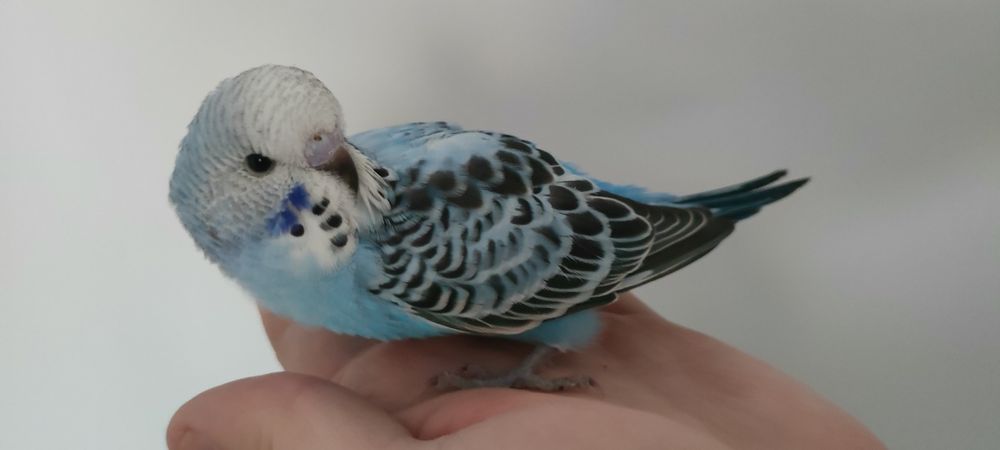 Młode Niebieskie Faliste