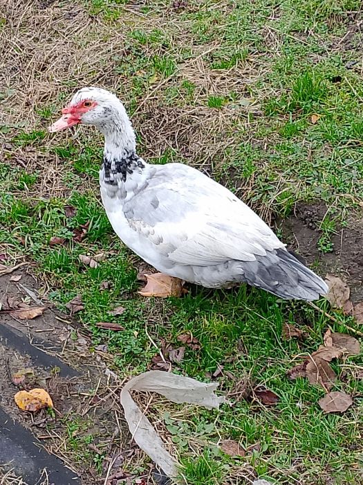 Качур на тримання