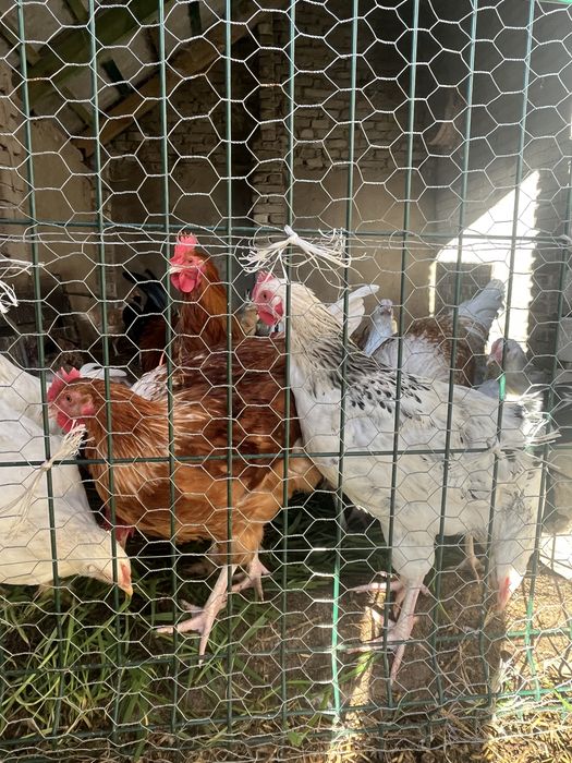 mlode kogutki z wlasnego wylęgu