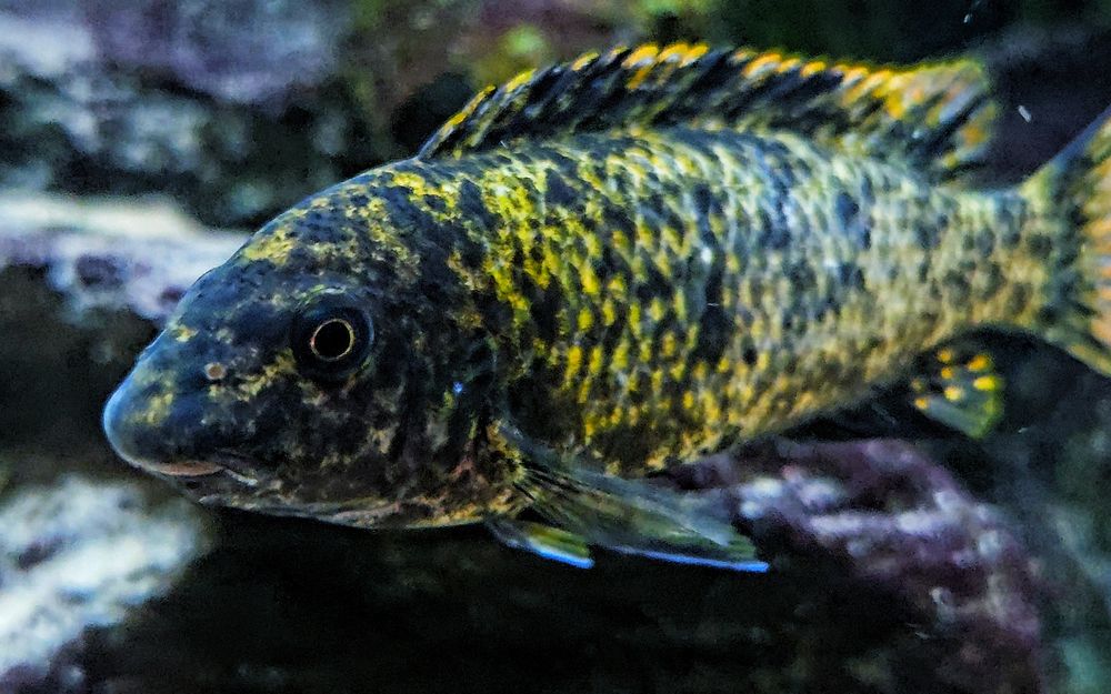 Labeotropheus trewavase katale