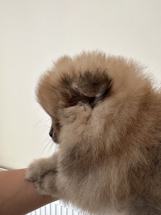 Szpic miniaturowy pomeranian cudna dziewczynka