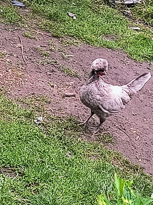 Jaja lęgowe bialoczuby czubatka miniaturowe